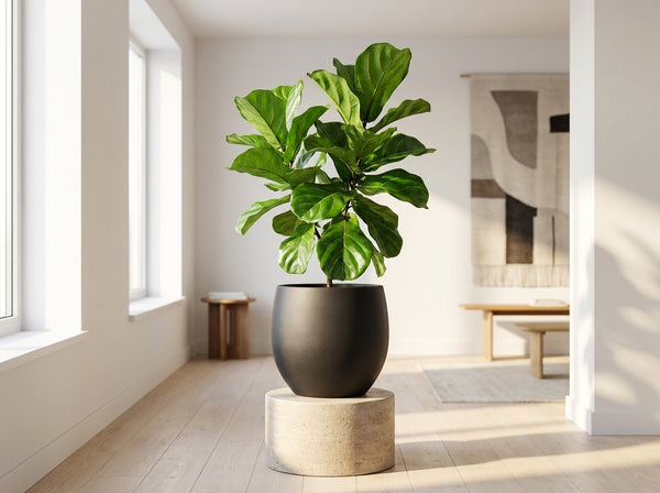 Home office with plants