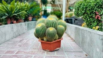 Balcony Plants
