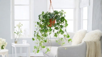 Bedroom Plants