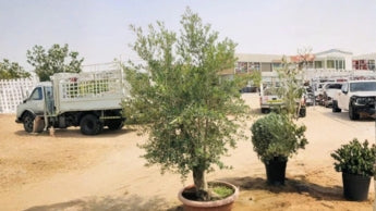 Bushy Plants