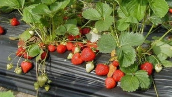 Herbs And Edible