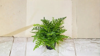 Kitchen Plants