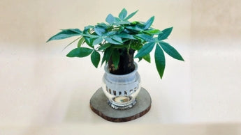 Office Plants