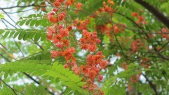 Shrubs And Trees