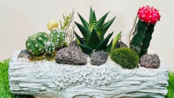 Succulents & Cacti