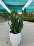 Green Snake Plant in Ceramic Pot