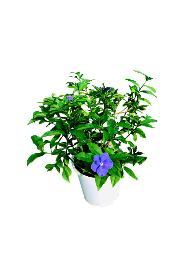 Brunfelsia Grandiflora - Yesterday Today Tomorrow
