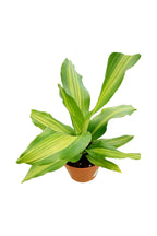 Buy Dracaena Massangeana Short Online - Dracaena Fragrans
