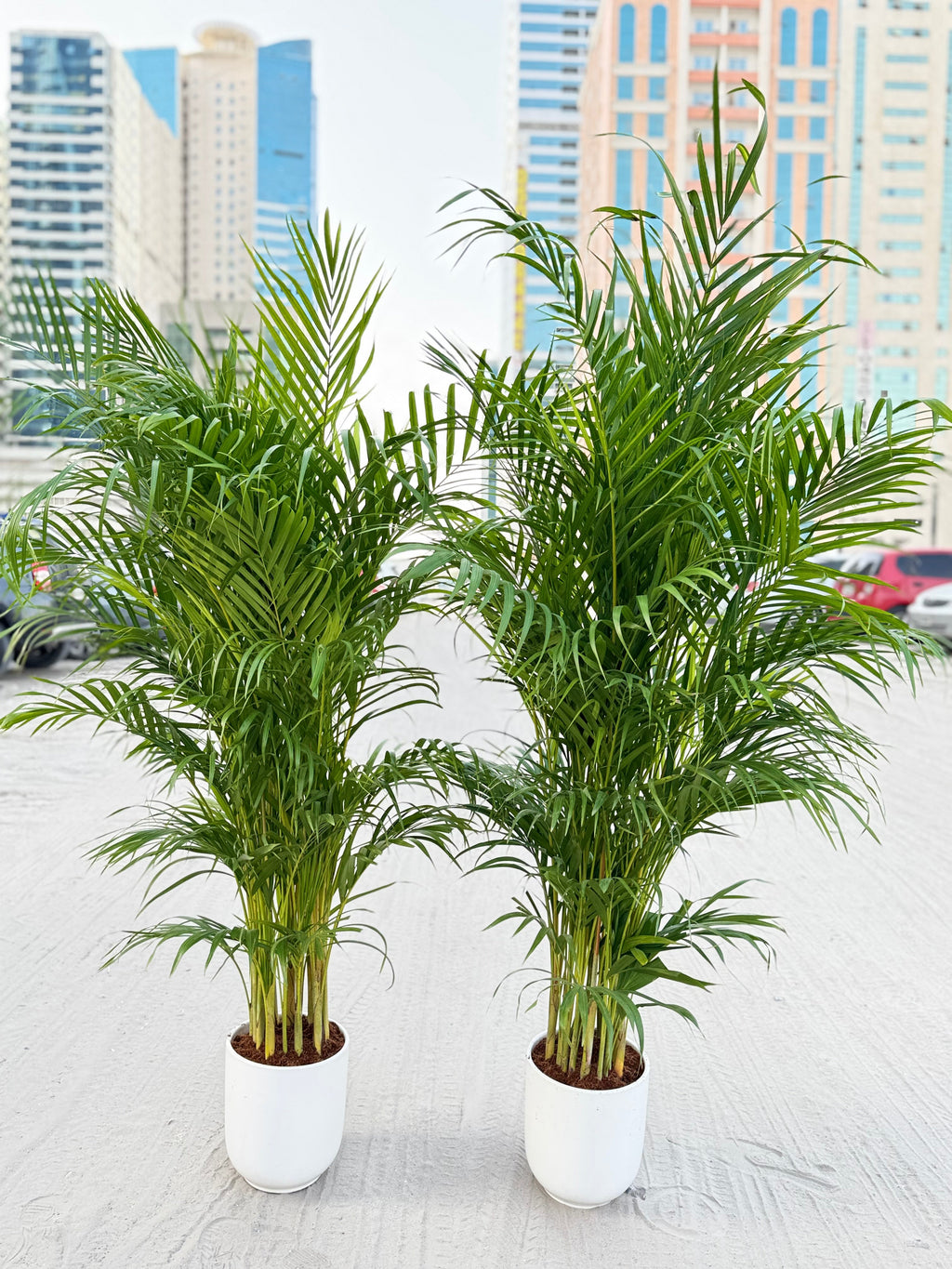 🌿 Areca Palm 2-Piece Combo (150cm) – Beginner-Friendly Indoor Plants with Pots