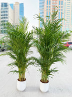 🌿 Areca Palm 2-Piece Combo (150cm) – Beginner-Friendly Indoor Plants with Pots