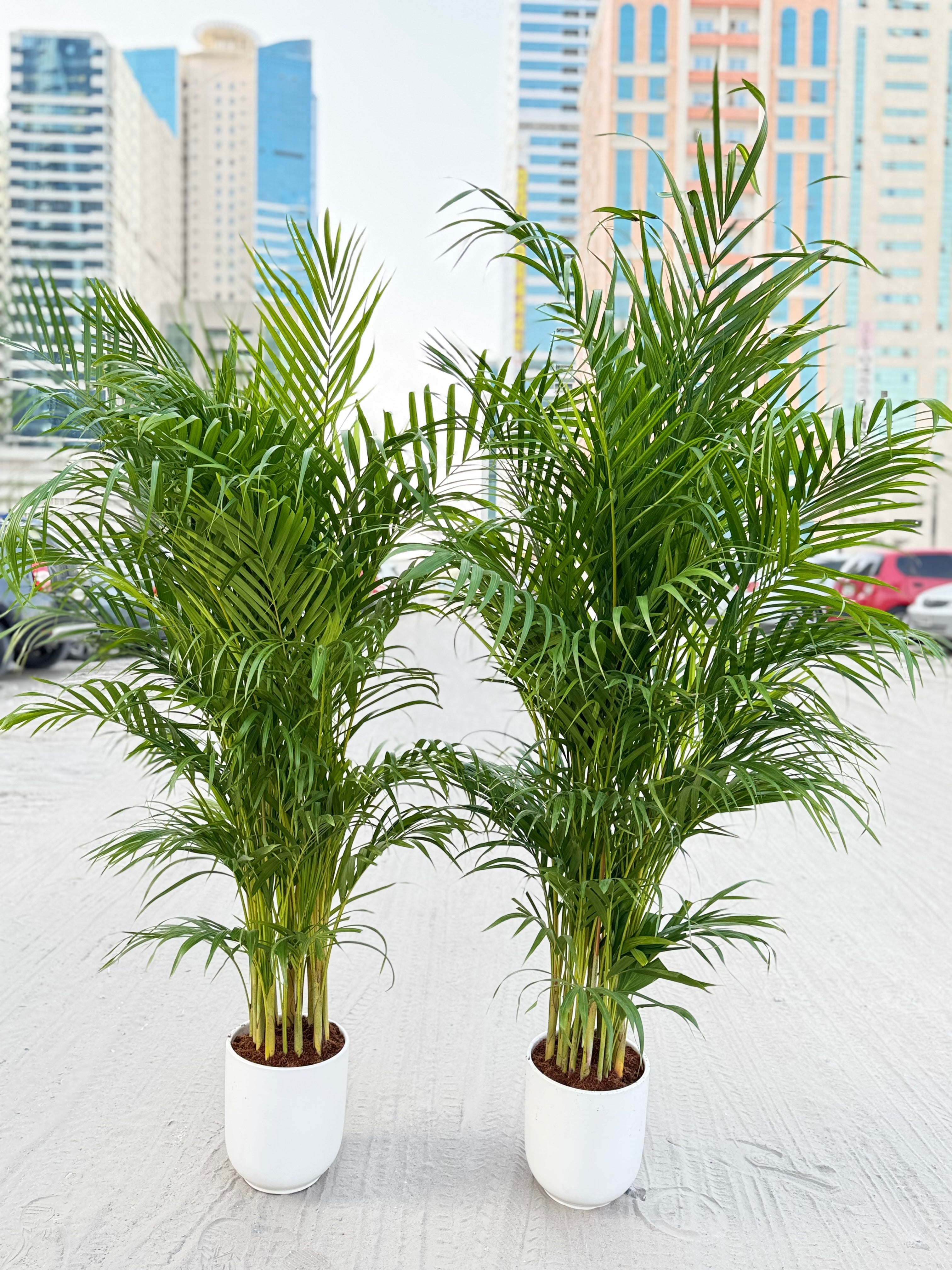 🌿 Areca Palm 2-Piece Combo (150cm) – Beginner-Friendly Indoor Plants with Pots
