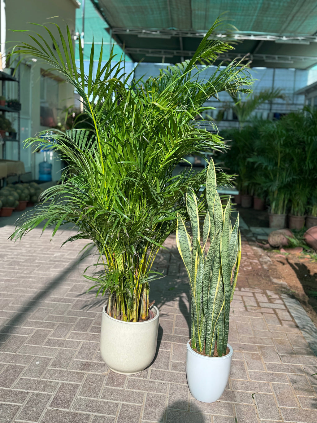 🌿 Areca Palm & Snake Plant Combo – Beginner-Friendly Set with Pots