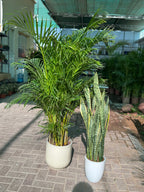 🌿 Areca Palm & Snake Plant Combo – Beginner-Friendly Set with Pots