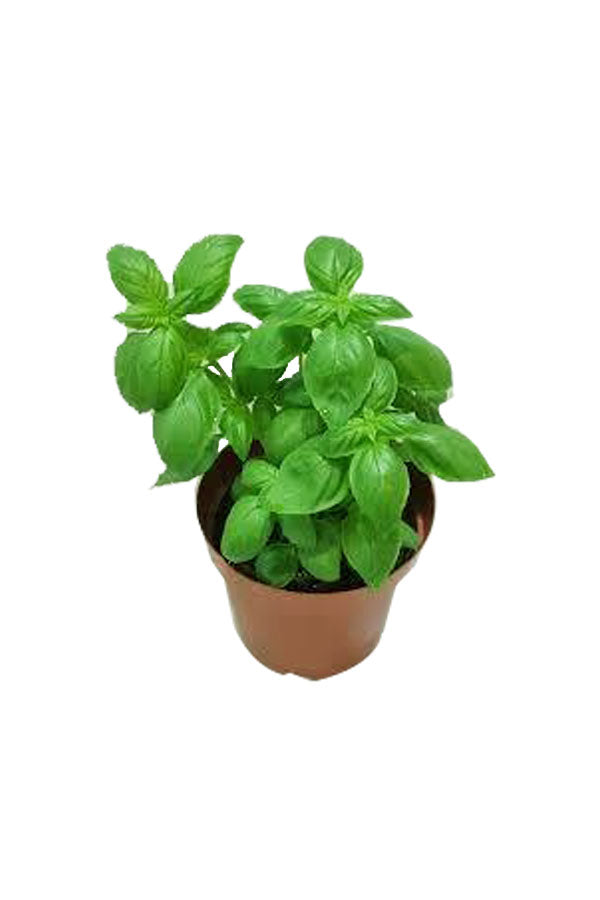 Sweet Basil – Ocimum Basilicum
