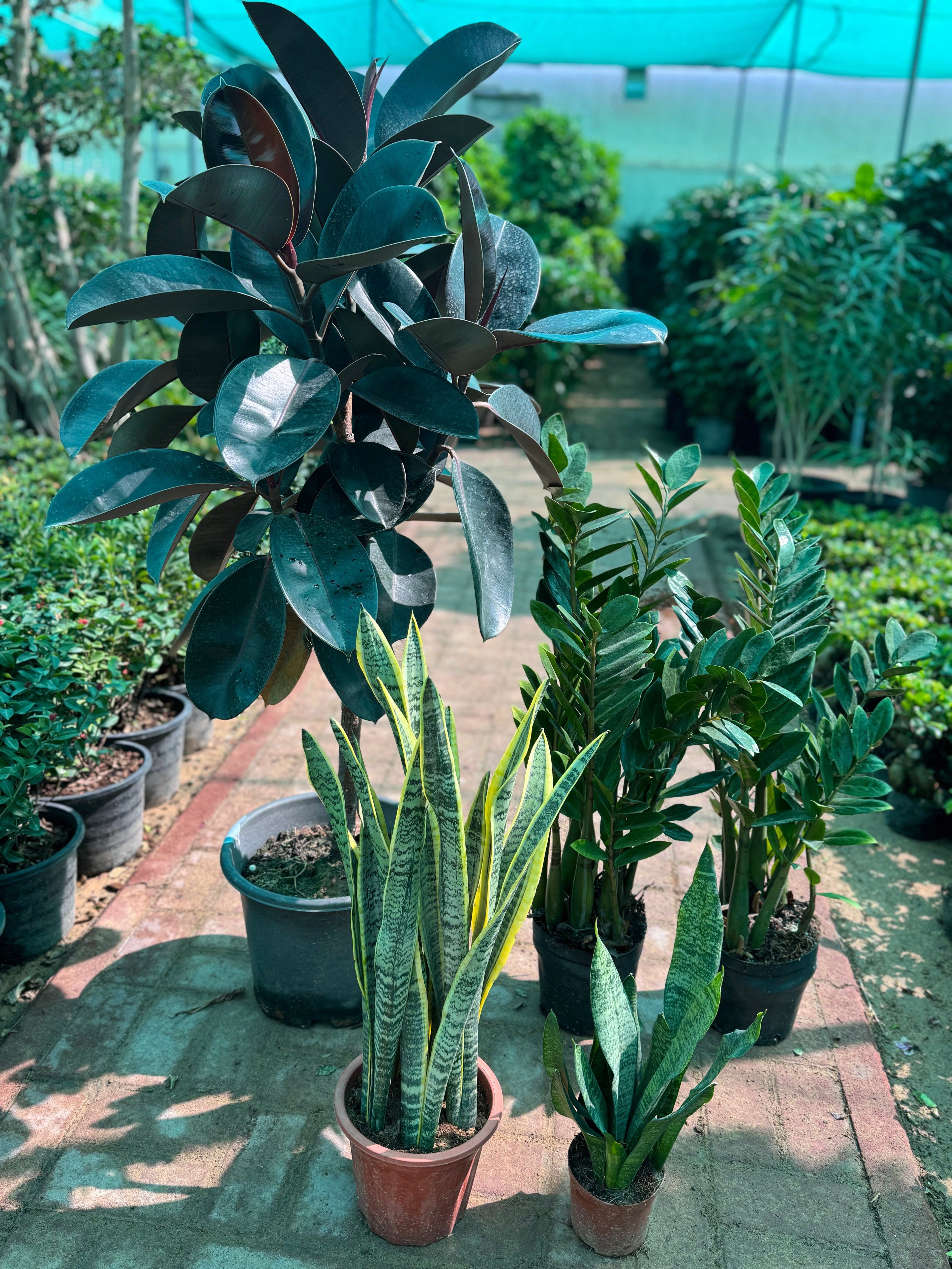 Indoor Green Bundle – Zamia, Snake Plant & Rubber Plant (5-Plant Set)
