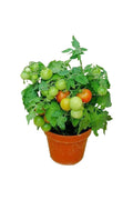 Solanum Lycopersicum - Cherry Tomato