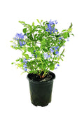 Buy Plumbago-Leadworts Online - Plumbago Auriculata