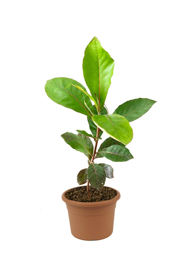 Sea Almond Potted Plant - Terminalia Catappa