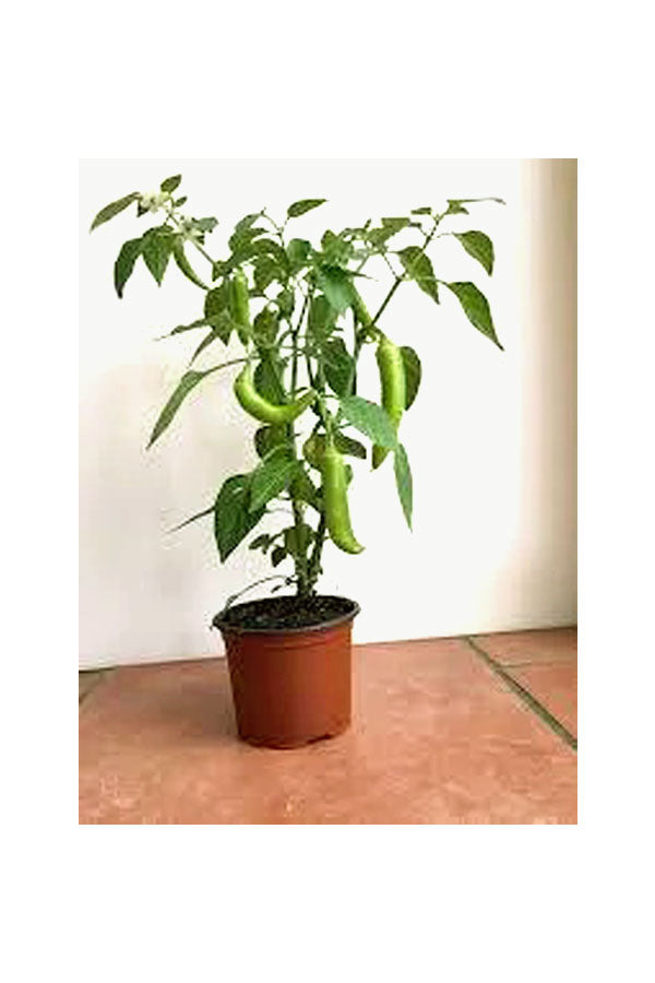 Chilli Pepper Potted Plant - Evergreen Perennial