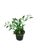Chilli Pepper Potted Plant - Evergreen Perennial