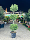 Olive Tree – Olea Europaea (3-Head Multi-Trunk)