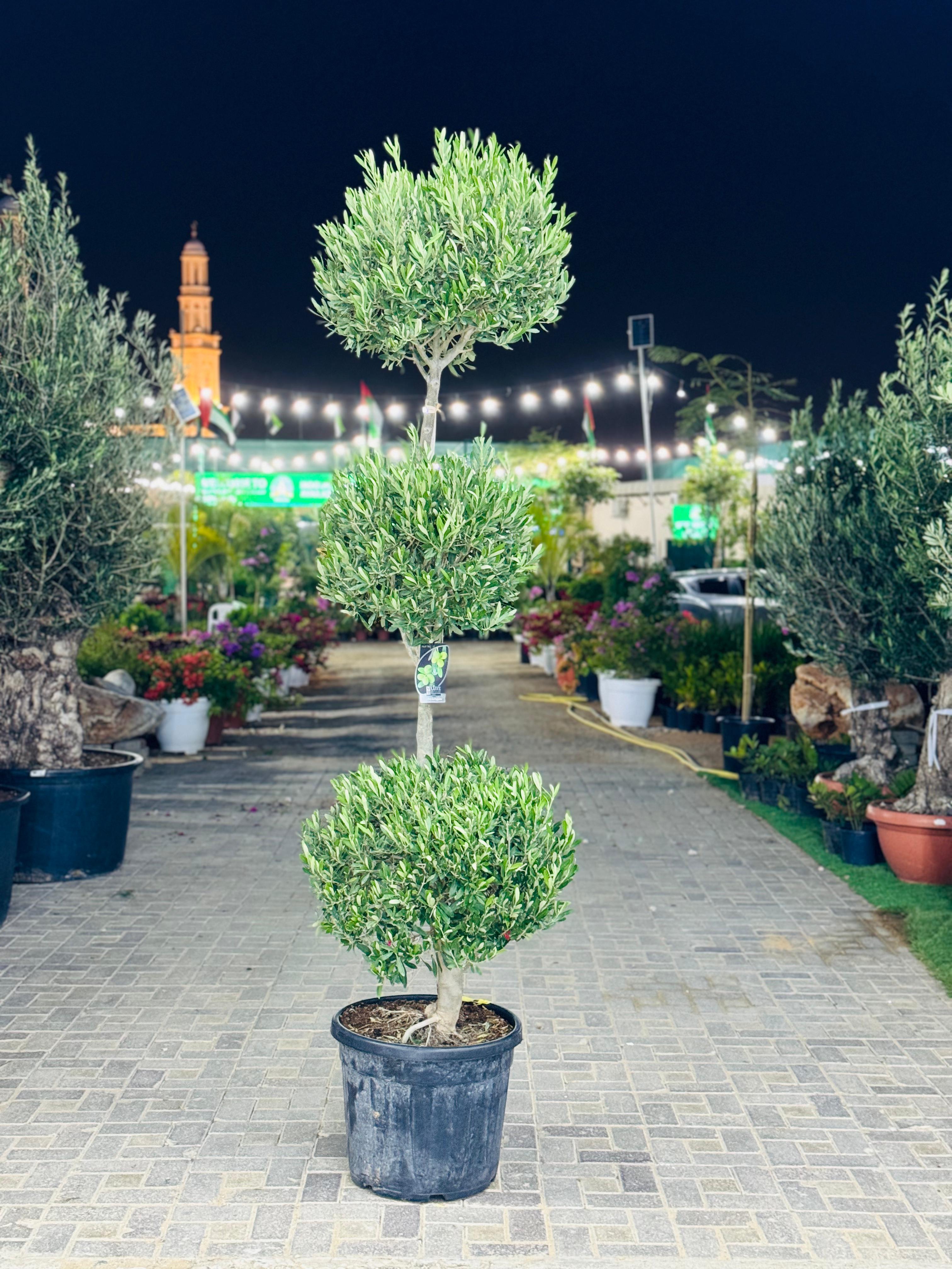Olive Tree – Olea Europaea (3-Head Multi-Trunk)