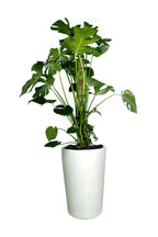 Monstera - Monstera Deliciosa  - Office Plant - Plantsworld.ae