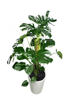 Monstera (Monstera Deliciosa - Office Plant)