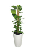 Money Plant Epipremnum Aureum – Perfect Low-Maintenance Office Plant with Green Trailing Vines