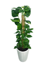 Buy Money Plant Online - Epipremnum Aureum - Office Plant