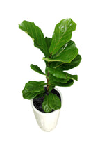 Ficus Lyrata - Office Plant - Fiddle Leaf Fig