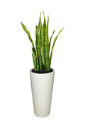 Snake Plant – Air-Purifying Office Plant with Upright Green Leaves