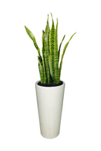 Snake Plant – Air-Purifying Office Plant with Upright Green Leaves