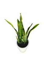 Snake Plant Potted Plant - Sansevieria Trifasciata - Office Plant
