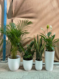 Premium 4-Plant Indoor Bundle in White Ceramic Pots