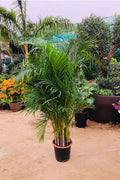 Areca Palm Potted Plant - Dypsis Lutescens - Outdoor