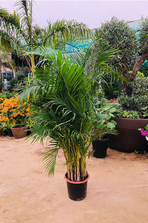 Areca Palm Potted Plant - Dypsis Lutescens - Outdoor