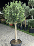 Olea Europaea (Trunk Caliper 50-60cm) - Olive Tree