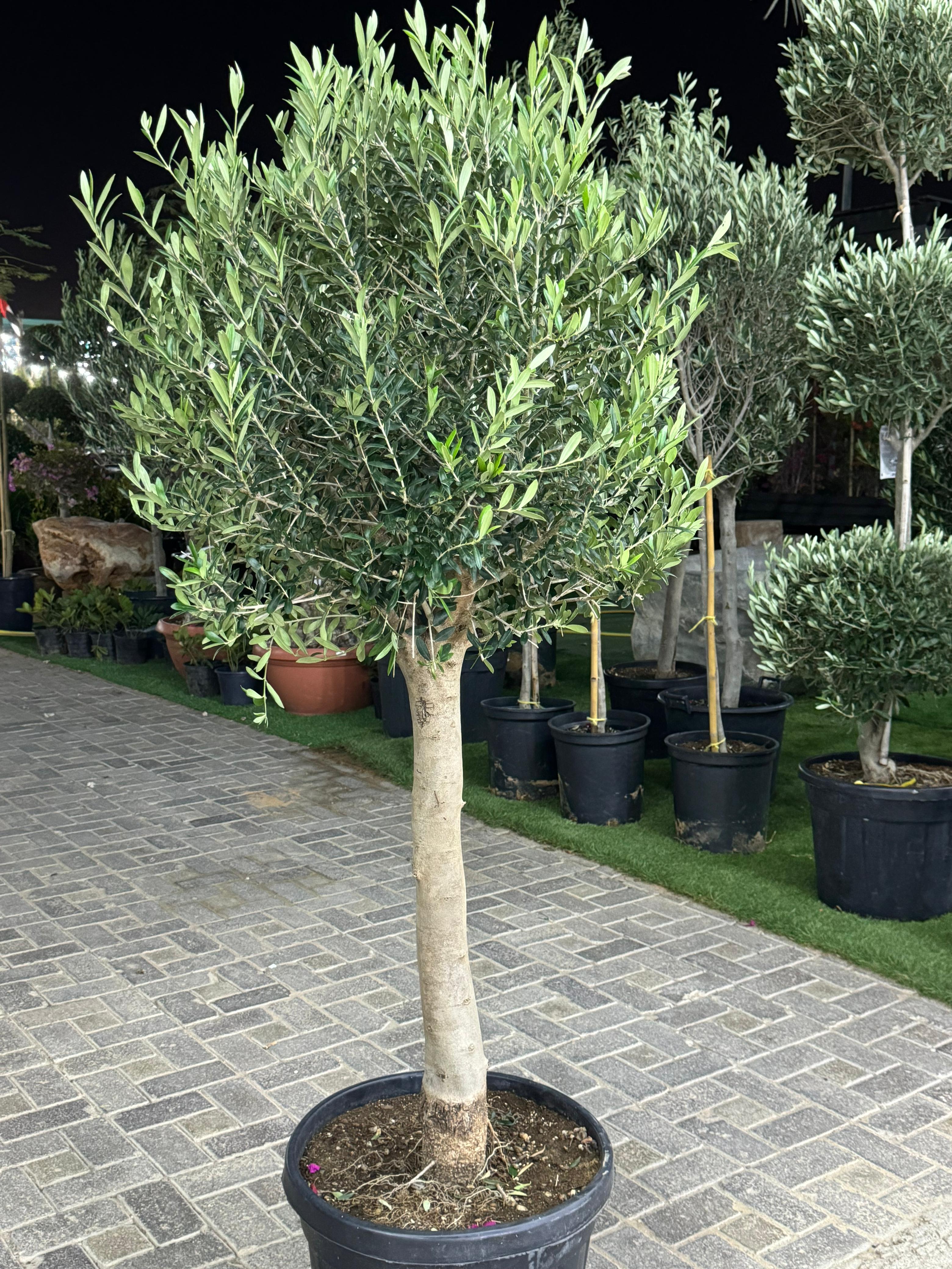 Olea Europaea (Trunk Caliper 50-60cm) - Olive Tree