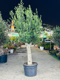 50-60 CM - Olea Europa Olive Tree /Trunk Caliper