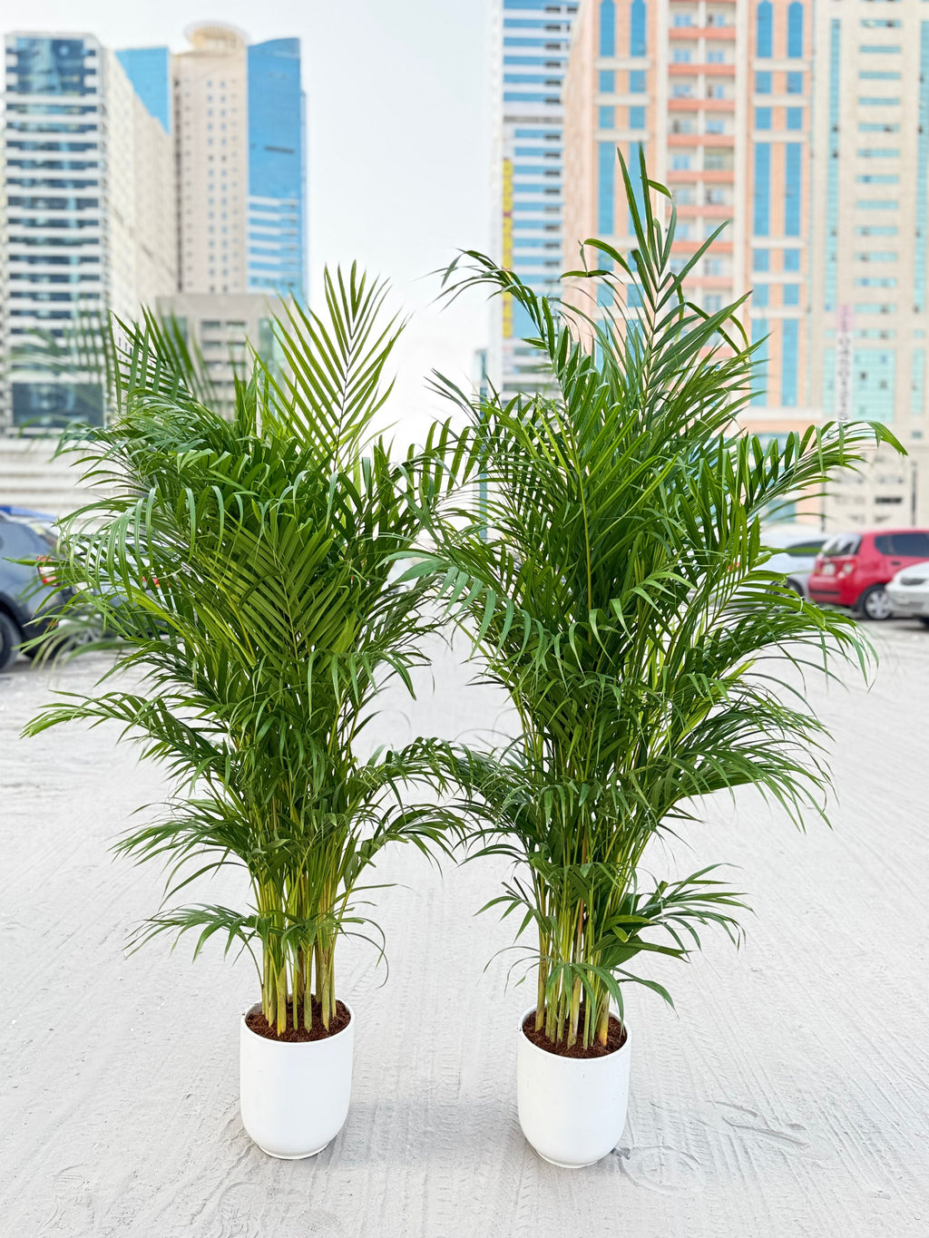 🌿 Areca Palm 2-Piece Combo (150cm) – Beginner-Friendly Indoor Plants with Pots