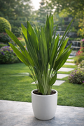 🌿 Aspidistra (Cast Iron Plant) in Long White Pot – 100–120cm