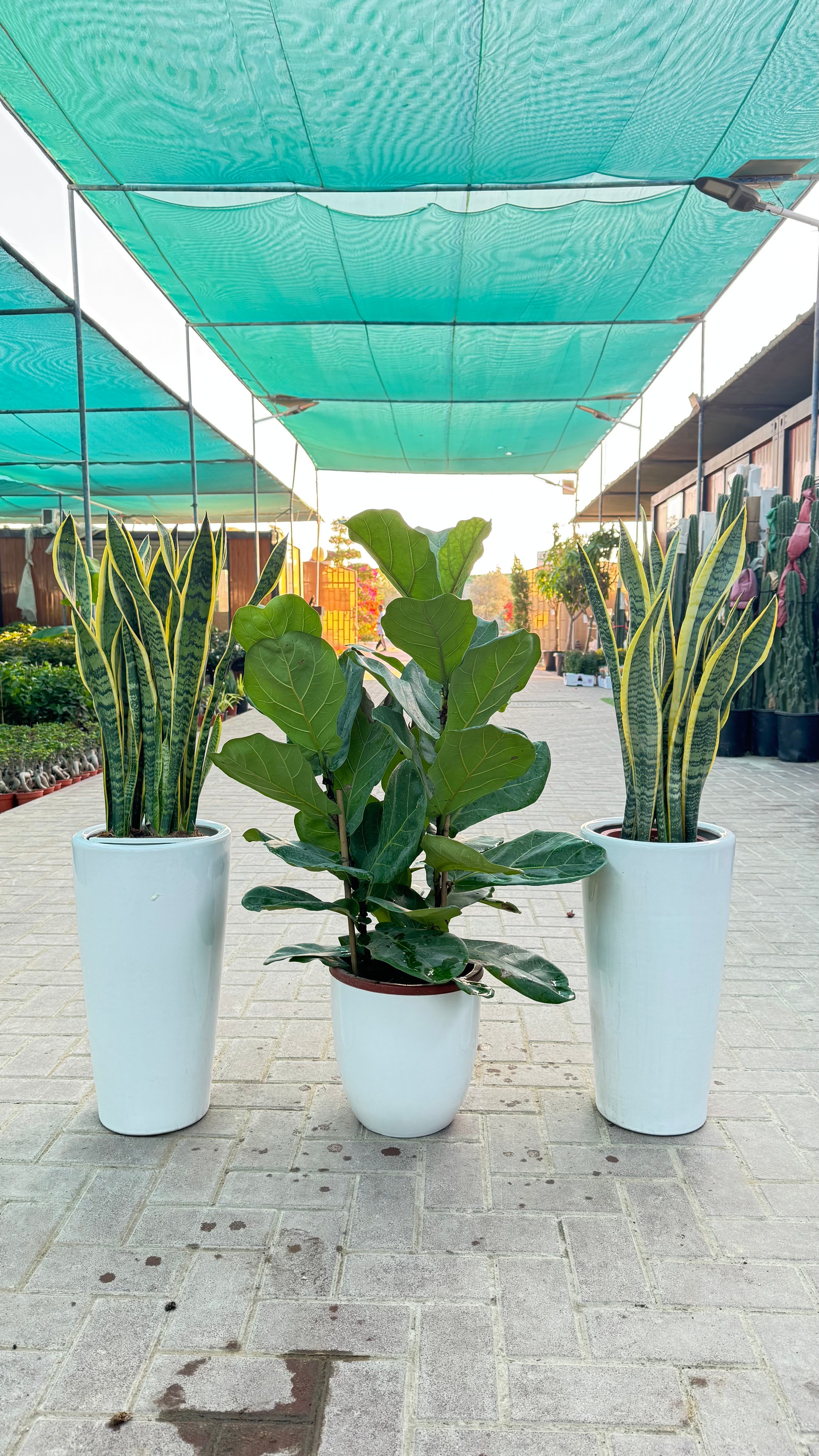 Fiddle Leaf Fig & Snake Plant Air-Purifier Set – Beginner Friendly 🌿
