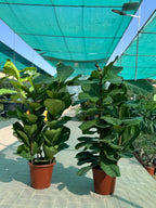 🌿 Fiddle Leaf Fig 2-Piece Combo – Beginner-Friendly Indoor Plants with Pots