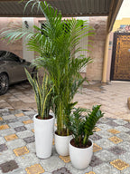 🌿 Areca Palm, Snake Plant & Zamia Combo – Beginner-Friendly Indoor Set
