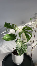 Monstera Albo Variegata – Rare Variegated Houseplant