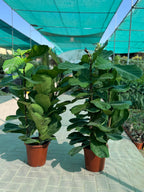 🌿 Fiddle Leaf Fig 2-Piece Combo – Beginner-Friendly Indoor Plants with Pots