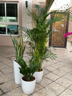 🌿 Areca Palm, Snake Plant & Zamia Combo – Beginner-Friendly Indoor Set
