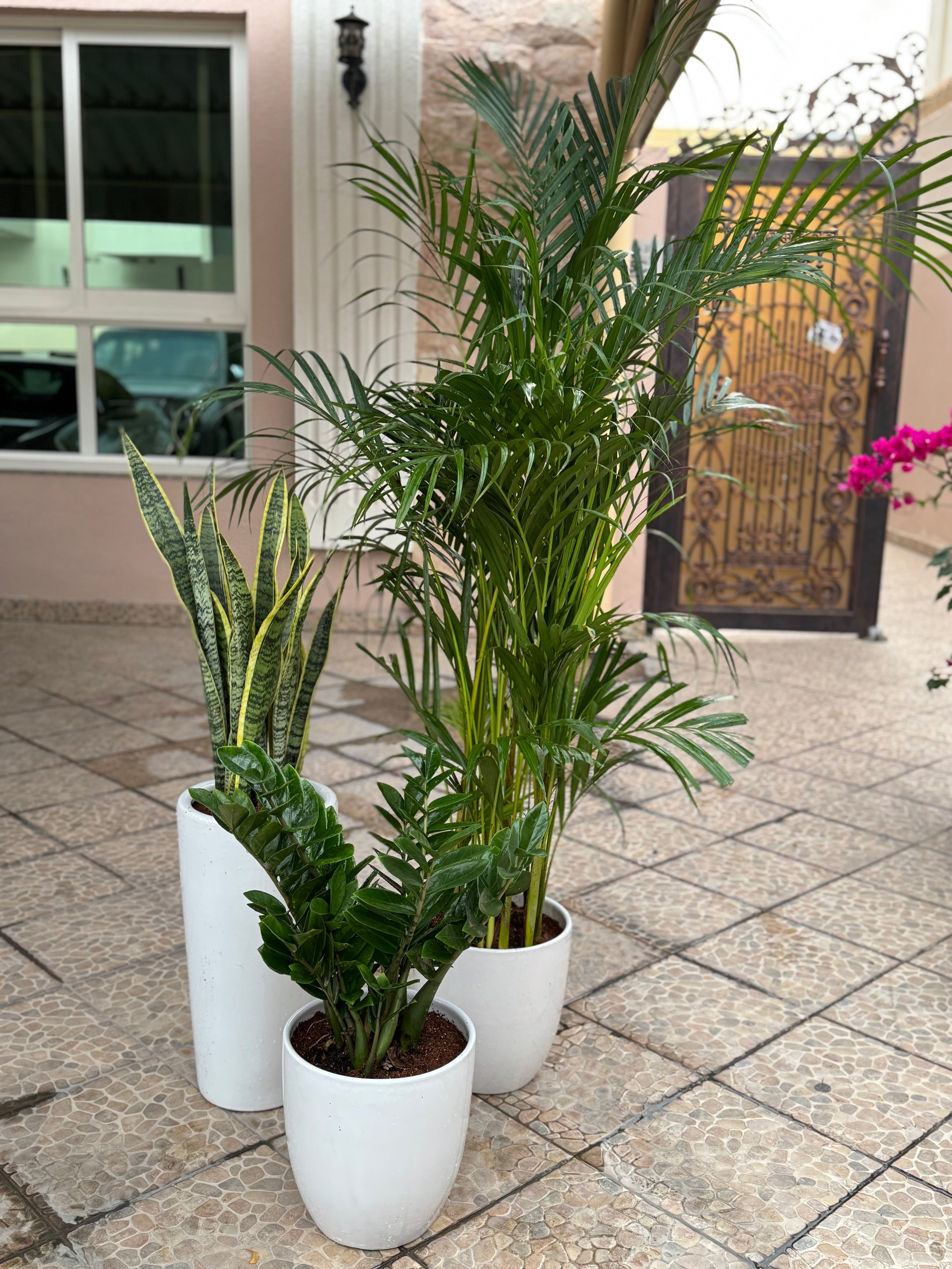 🌿 Areca Palm, Snake Plant & Zamia Combo – Beginner-Friendly Indoor Set