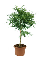 Gum Arabic Tree ( Vachellia Nilotica ) – Acacia Arabica